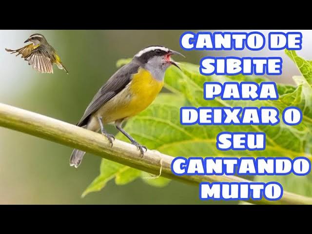 Cambacica: Vídeo mais engraçado do You Tube!!!