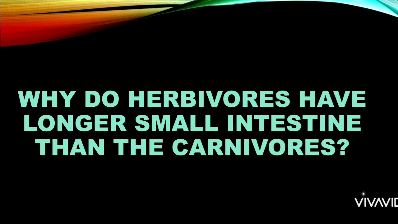 why-do-herbivores-have-longer-small-intestine-than-youtube