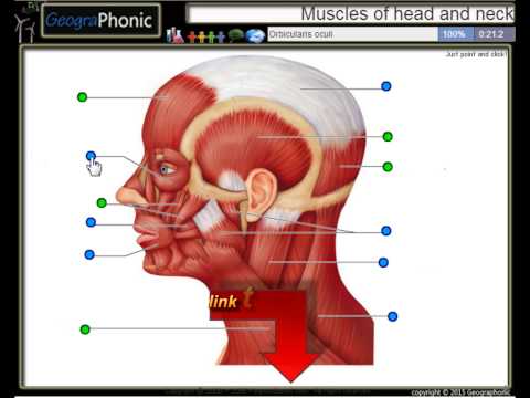 Video: Anatomija, Delovanje In Diagram Glave Mišic - Body Maps