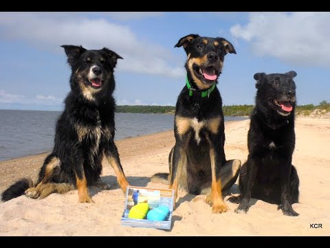 Video: Produktbewertung: Petprojekt Squeeki Tiki Moai Hundespielzeug