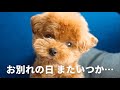 【田舎暮らし最終日】1ヶ月間お世話になりました / トイプードル ティーカッププードル 成犬 2歳 犬 ペット / 東京 都内夫婦暮らし 専業主婦 / 鹿児島 実家帰省 / dog poodle