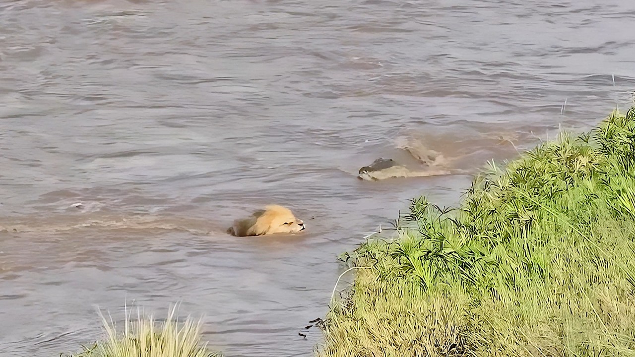 Переправа через реку становится опасной для этого льва.