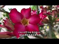 テレサ・テン/さざんかの宿