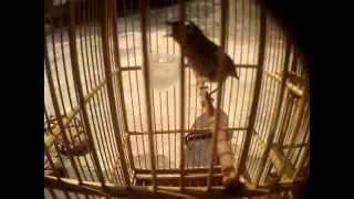 Download Lagu pleci papua gacor MP3