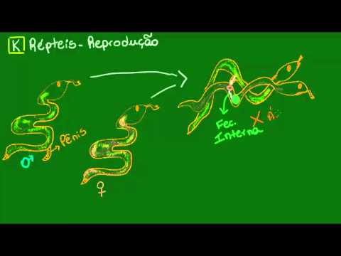 Vídeo: Como os répteis se reproduzem?