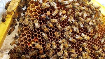 Queen 3-22-19 Horizontal Hive