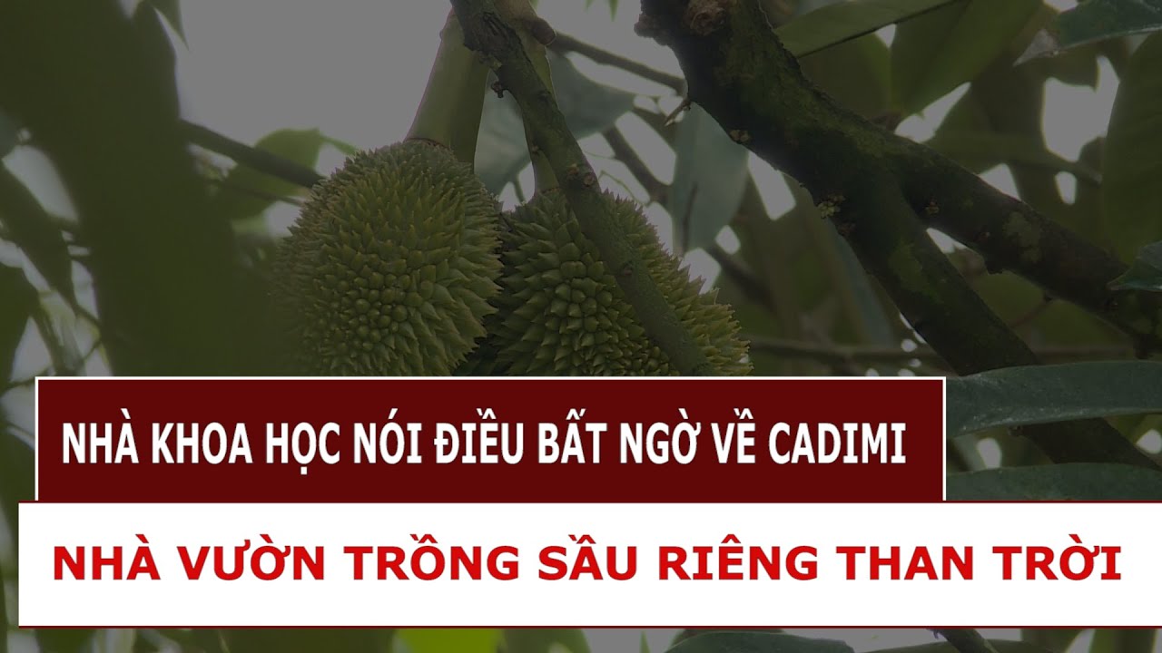[Nóng] Nhà khoa học nói gì về cadimi trên cây sầu riêng
