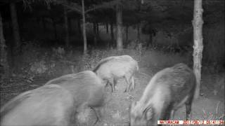 VIDEO SANGLIER 04 07 17 screenshot 2