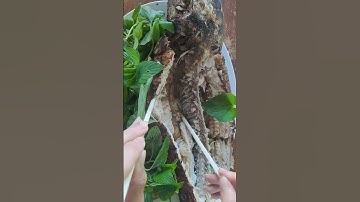 Đặc sản miền sông nước I Cá lóc nướng trui