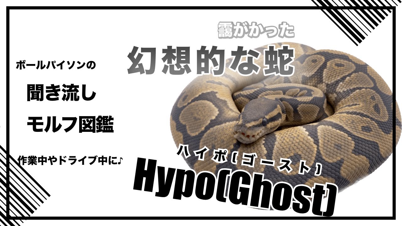 ハイポ(ゴースト) (Hypo(Ghost)) | Lil Balls ~ ボールパイソン