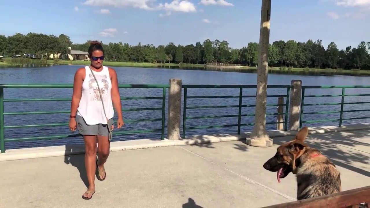 6 month German Shepherd "Maximus"/ German Shepherd trainers/ Best Dog