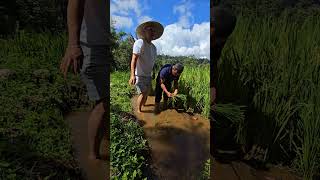 SHORTS | SAVA ECO RESORT | RICE PLANTING ACTIVITY | BALI | INDONESIA
