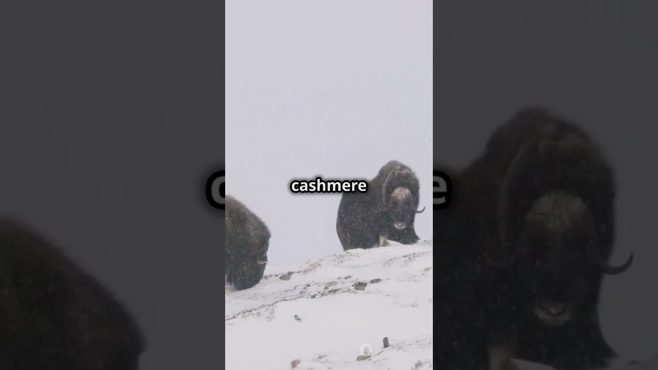 Fun Facts About Musk Oxen You Didn't Know! 