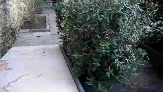 DSCF1062.AVI
