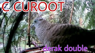 MERBOK PIKAT |PERKUTUT|DERAK DOUBLE