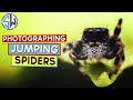 How to Handle Pet Jumping Spiders for Macro Photography