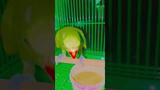 #funny parrot 🦜#parrot #Indianparrot #cute parrot #bestVibes
