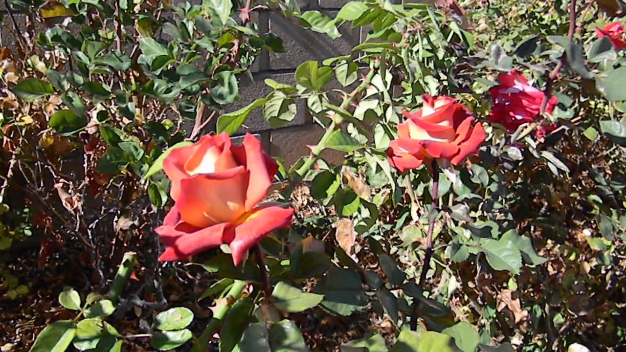 Buy leonidas rose bush