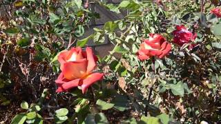 Leonidas Hybrid Tea Rose