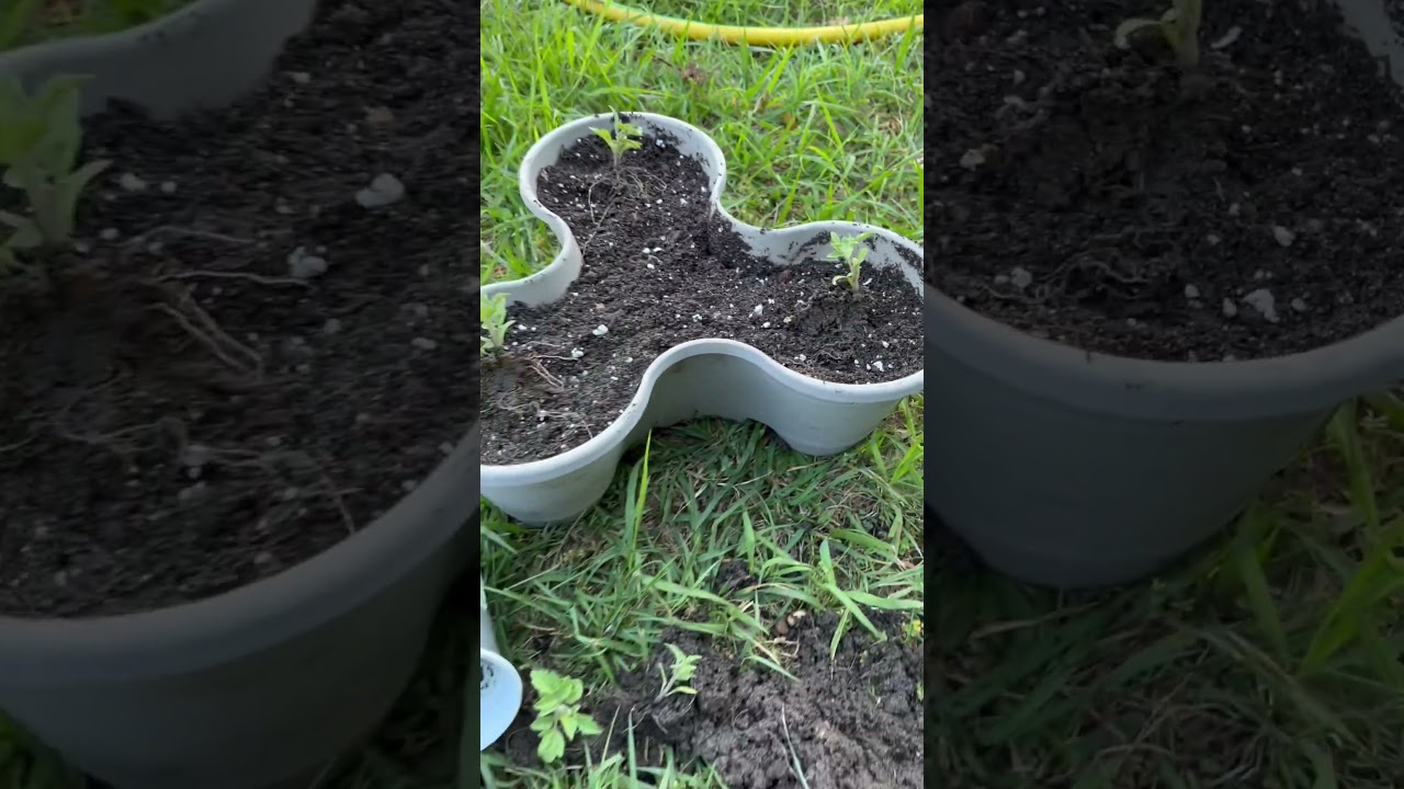 Orange Hat Tomato Plant transplanting from seed. Im gon’ treat em better 