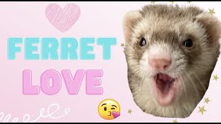 Ferret Love! Zoë giving me kisses and snuggles me by Happy Fuel 97 views 2 years ago 1 minute, 30 seconds