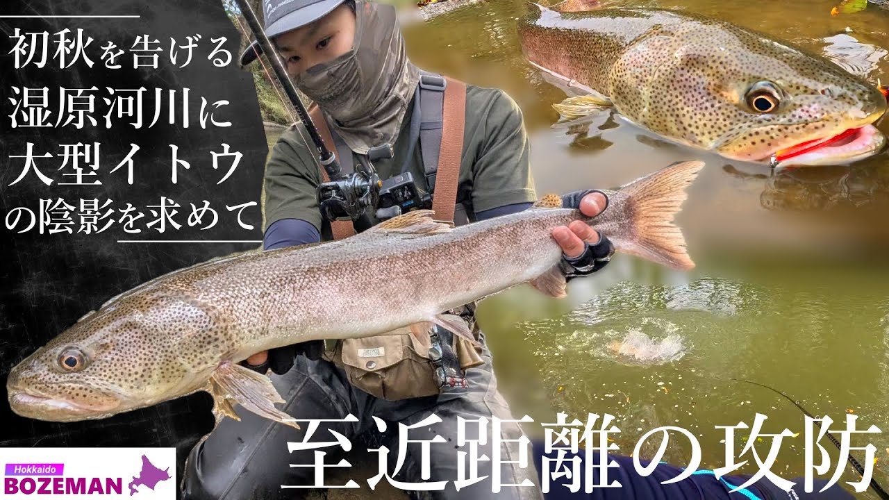 興奮必至！足元2mの攻防 ── 閃光の如く喰らいつく70UPイトウ【北海道 釣り】【イトウ釣り】