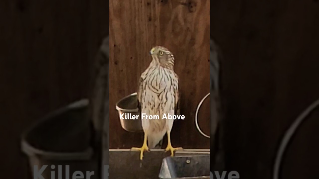Hawk Attacks Bobwhite Quail & Chicken Flight PEN 