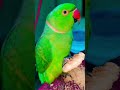 Aaj Mithu Ki Cute Masti 🦜😍 #petbird #talkingparrot #cutebird #viral #parrot #shorts