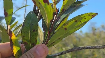 Pygmy Fringe Tree Chionanthus pygmaeus