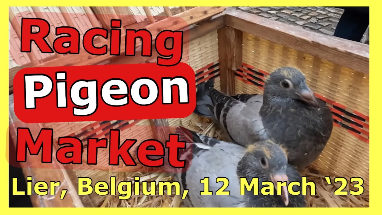 Racing Pigeon Market Lier (12 March '23)