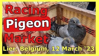 Racing Pigeon Market Lier (12 March '23)