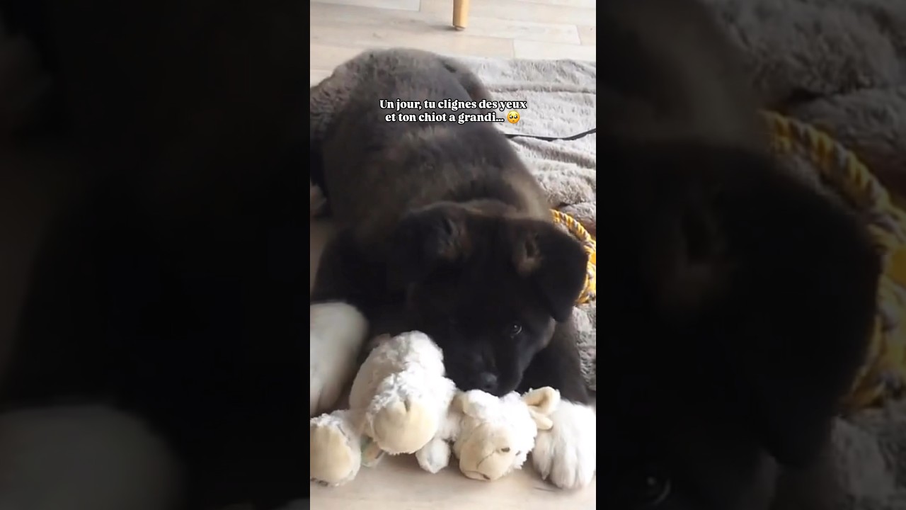 De chiot à adulte 🥺❤️ #chien #akitaamericain #akita #akitainu #doglover #chiot #puppy