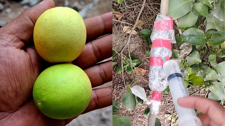 propagation of lemon tree| Air layering of lemon  | AR Garden