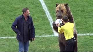 サッカーの試合でクマが演技 「非人道的」と批判