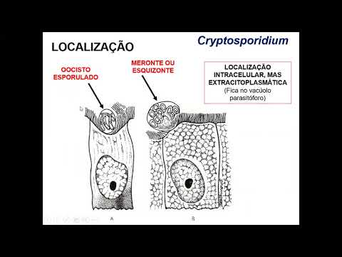 Video: Caprele Din Oraș: Prevalența Giardia Duodenalis și Cryptosporidium Spp. în Capre Cu Creștere Extinsă Din Nordul Indiei
