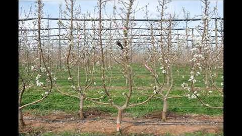 Q. ANP-0131 Four Leader Open Tatura D6 Rootstocks