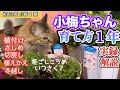 【小梅ちゃんの1年間育て方】【ペチュニアの年間管理】一気見！切戻し・挿し芽・植替え・サフィニア