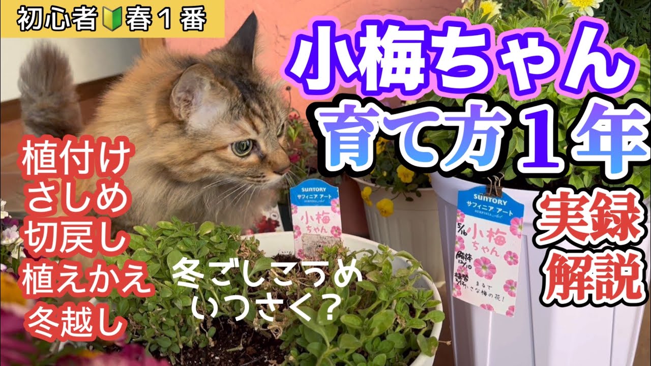 【小梅ちゃんの1年間育て方】【ペチュニアの年間管理】一気見！切戻し・挿し芽・植替え・サフィニア