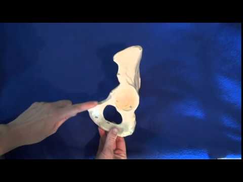 Overview hip bone - YouTube