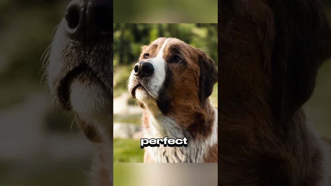 Sad life story of a dog 😢 