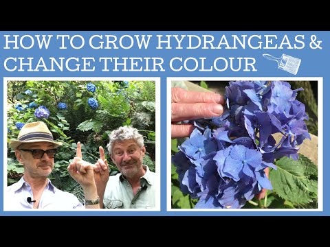 ვიდეო: როგორ გააკეთოს ლურჯი Hydrangea? რა უნდა გავაკეთოთ, რომ ფერი ლურჯად შეიცვალოს? როგორ მორწყვა Hydrangea? ჩვენ ვიყენებთ ხალხურ საშუალებებს