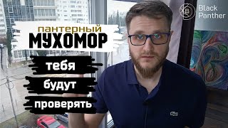 Мухоморы / Иерархия грибов учителей...