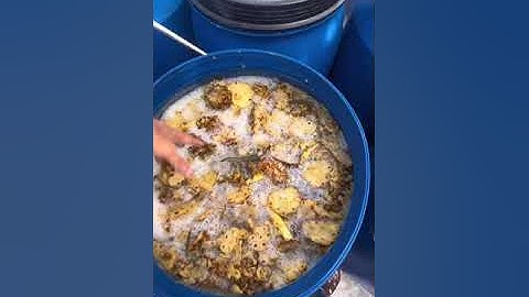 Hướng dẫn làm enzyme từ vỏ dứa #fuwa3e#enzyme#songxanh#yeuthiennhien#songdongian