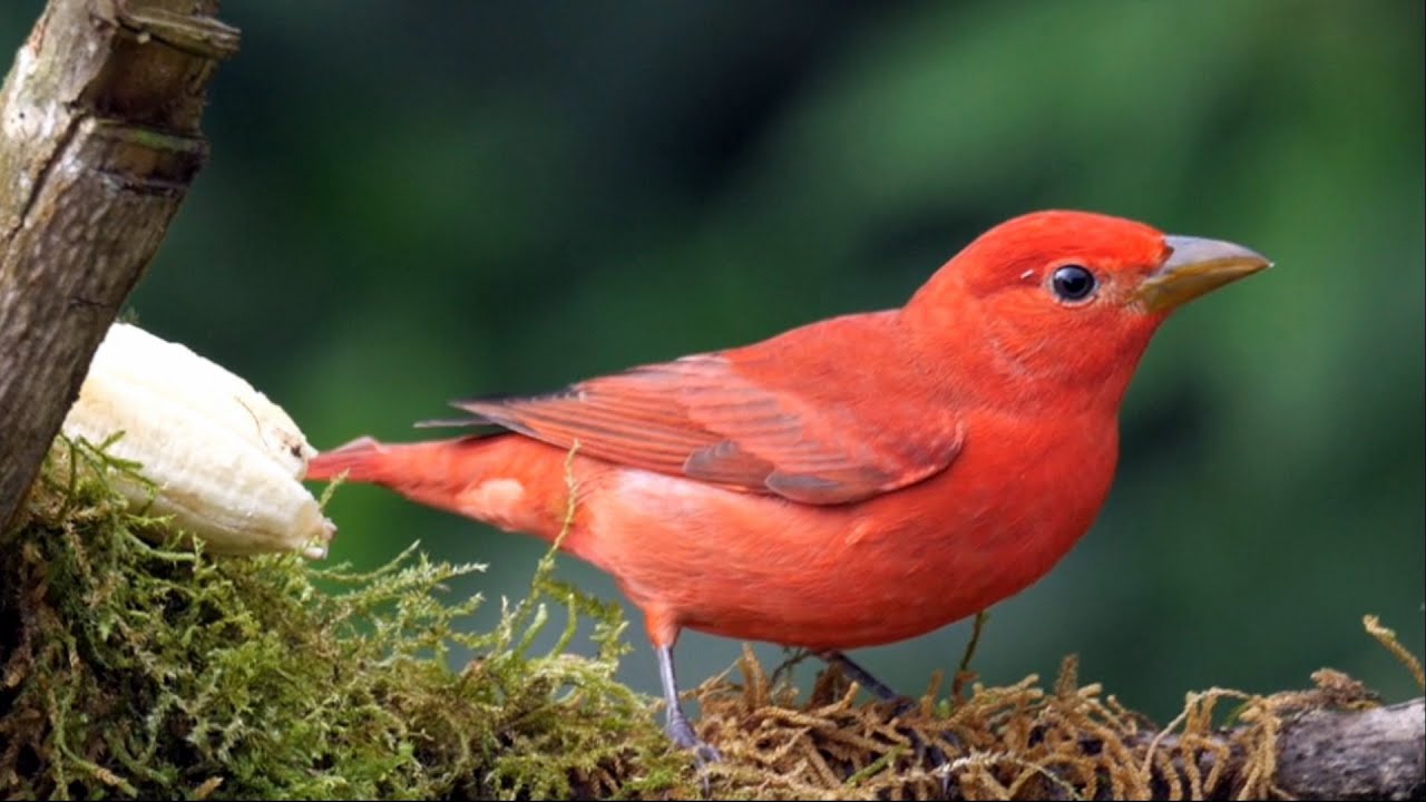Summer Tanager in Colombia