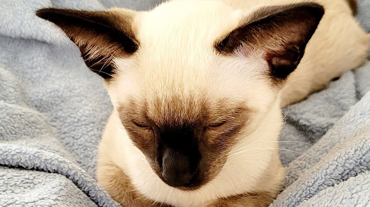 Video 3305801: cutest siamese kitten, purring siamese