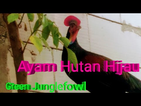 Ayam Hutan Hijau Siap Kontes Big Size & Cengger Besar Bulat Tegak