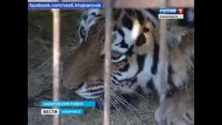 Вести-Хабаровск. Спасение тигрицы Воли