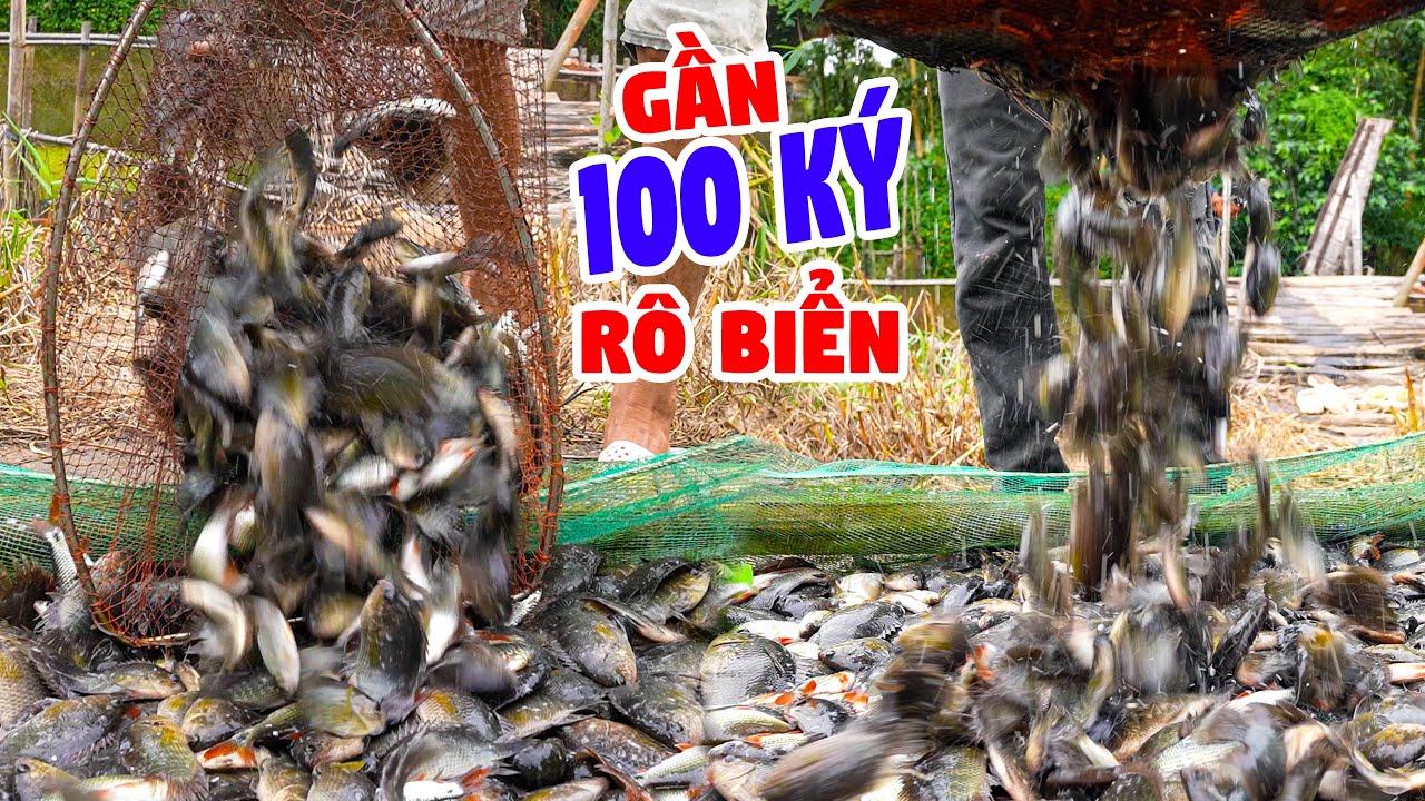 Đầu Mùa Trúng Đậm Cá Đồng - Rô Biển Ủ Nước Mắm