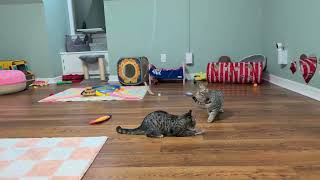 Chefs Leapin Kittens