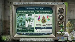 Folge 11  - Lollipoppen und die erste Riechkolbenanalyse der Watermelon und Radical Juice